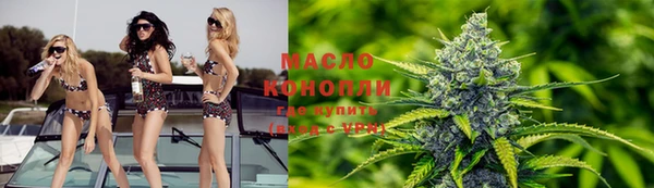 индика Ельня