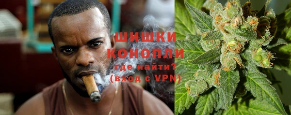 индика Ельня